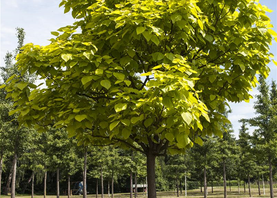 Catalpa bignonioides