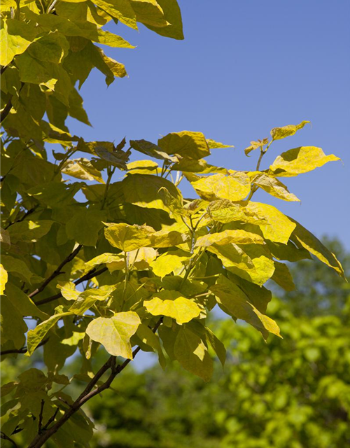 Catalpa bignonioides