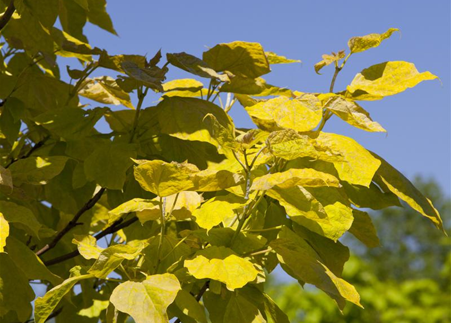 Catalpa bignonioides