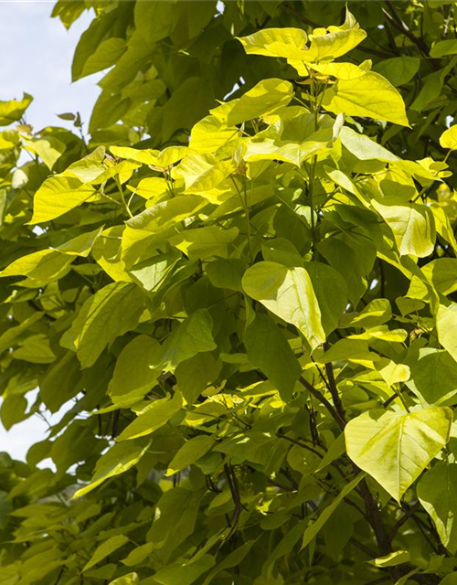 Catalpa bignonioides