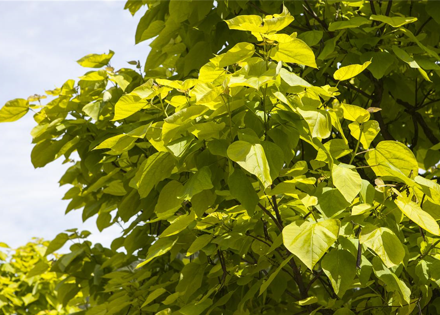 Catalpa bignonioides