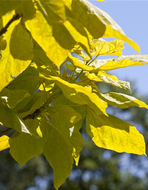 Catalpa bignonioides