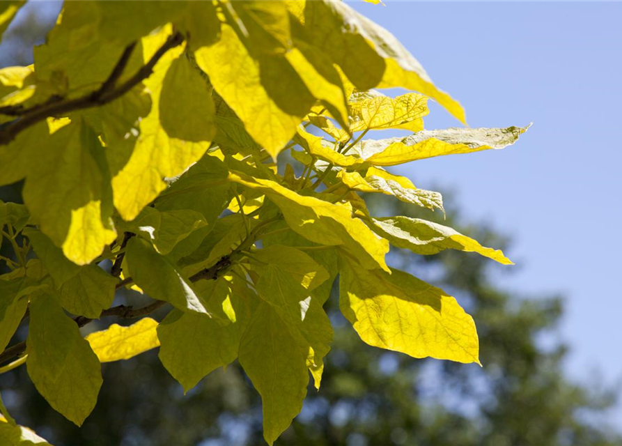 Catalpa bignonioides