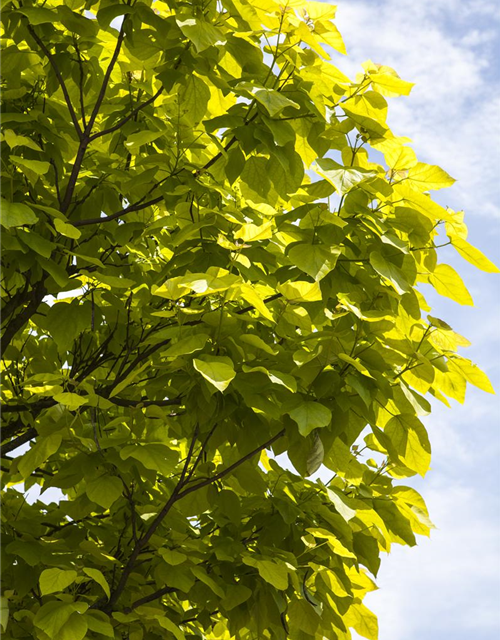 Catalpa bignonioides