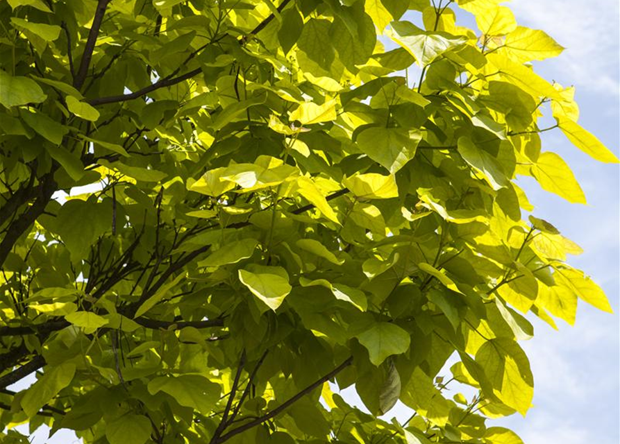 Catalpa bignonioides