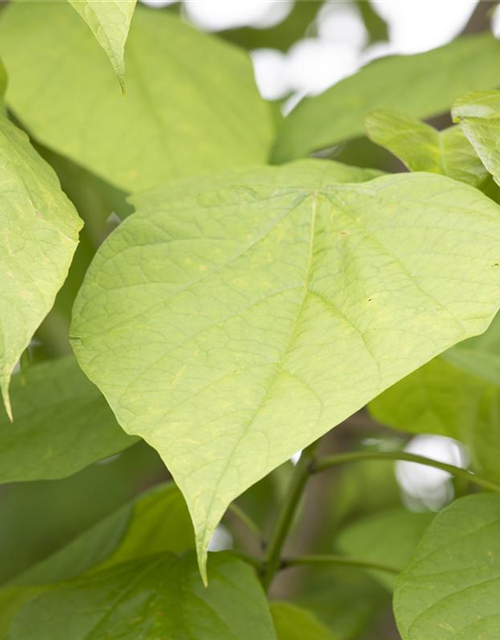 Catalpa bignonioides