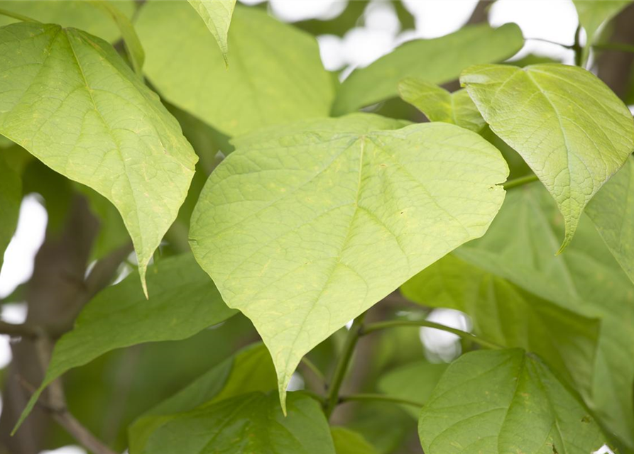 Catalpa bignonioides