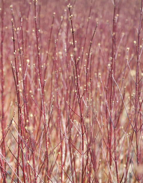 Cornus alba Sibirica