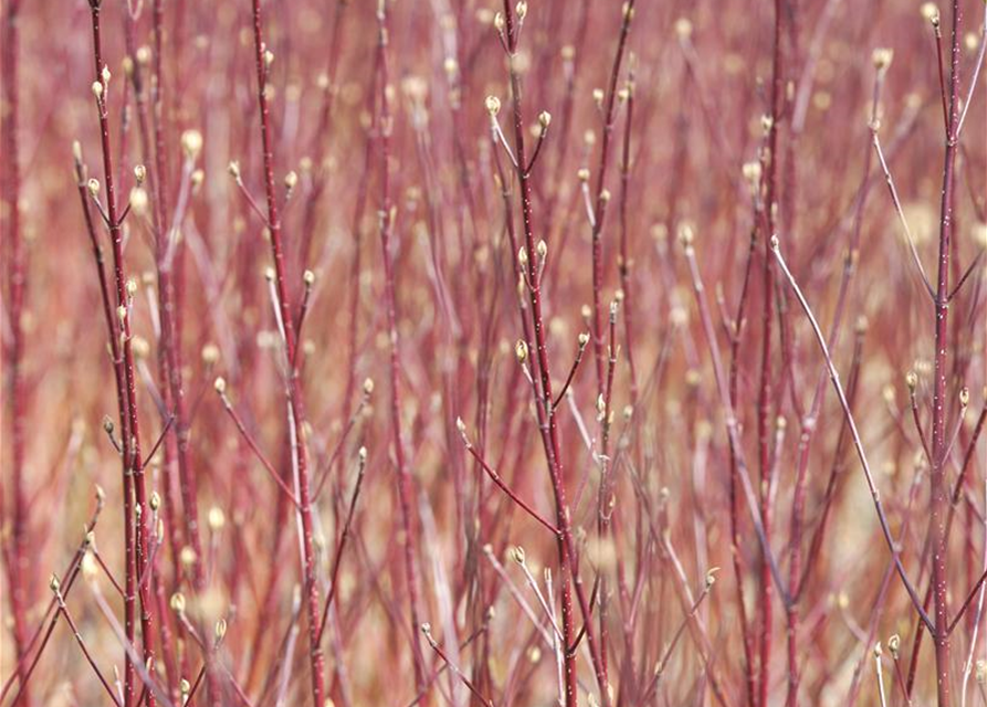 Cornus alba Sibirica