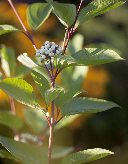 Cornus alba Sibirica