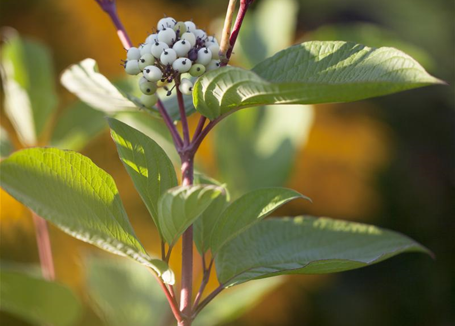 Cornus alba Sibirica