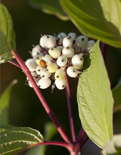 Cornus alba Sibirica