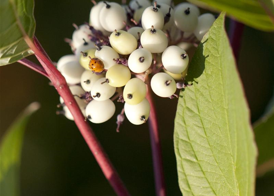 Cornus alba Sibirica