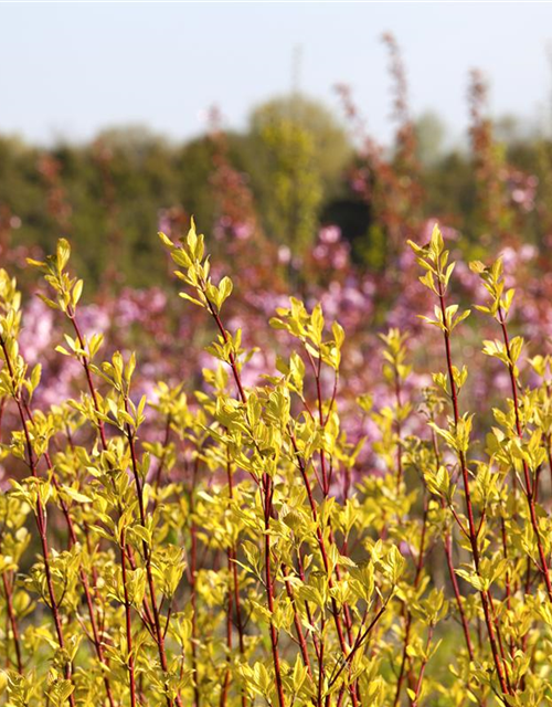 Cornus alba Sibirica