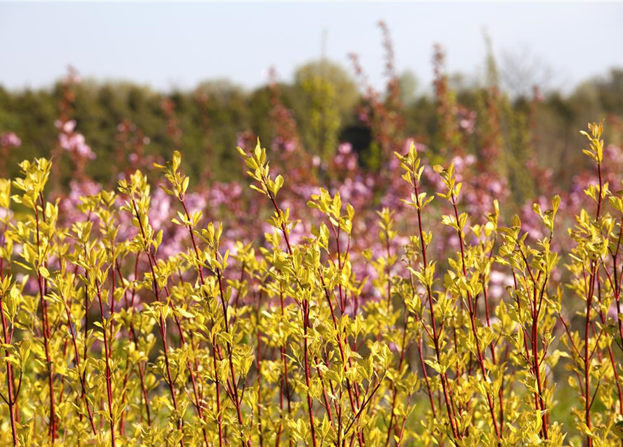 Cornus alba Sibirica