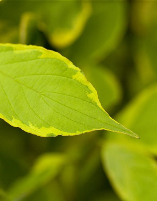 Cornus alba Spaethii