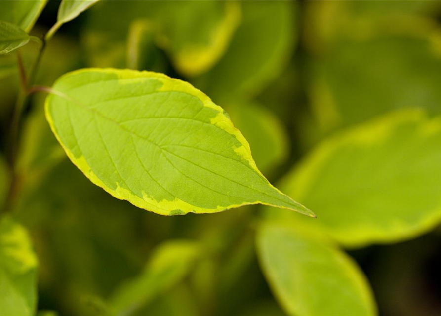 Cornus alba Spaethii