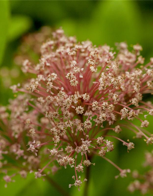 Ceanothus pallidus Marie Simon