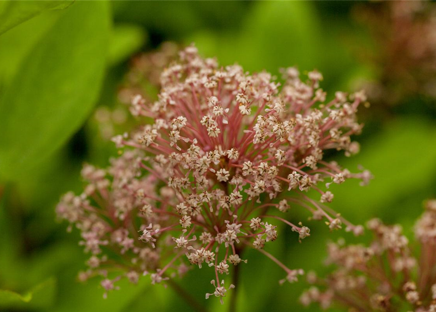 Ceanothus pallidus Marie Simon