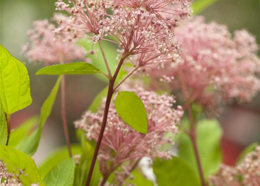 Ceanothus pallidus Marie Simon