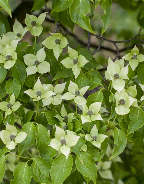 Cornus kousa chinensis China Girl