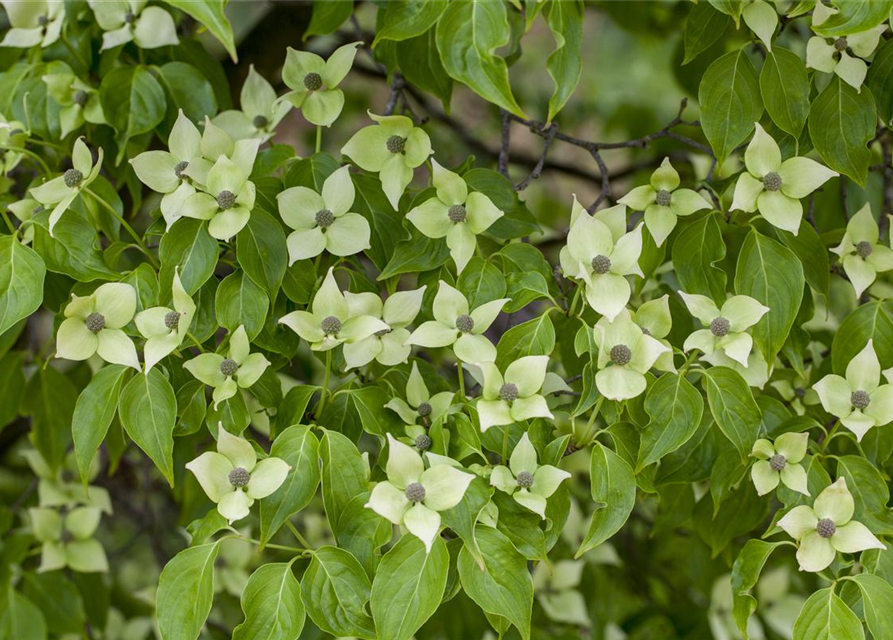 Cornus kousa chinensis China Girl