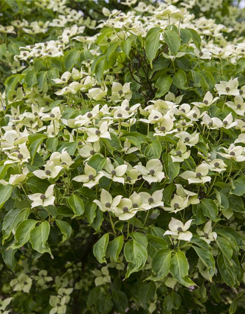 Cornus kousa chinensis China Girl