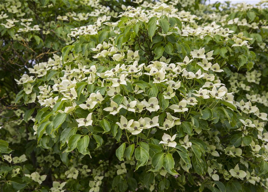 Cornus kousa chinensis China Girl