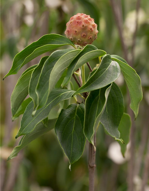 Cornus kousa chinensis China Girl