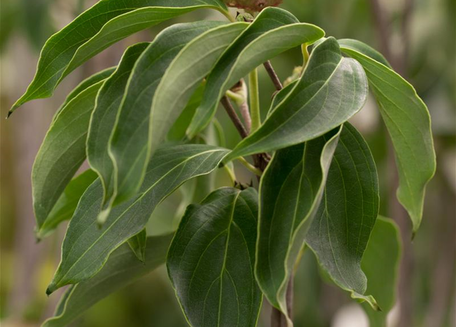 Cornus kousa chinensis China Girl