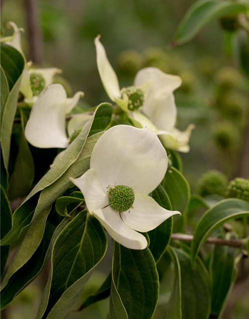 Cornus kousa chinensis China Girl