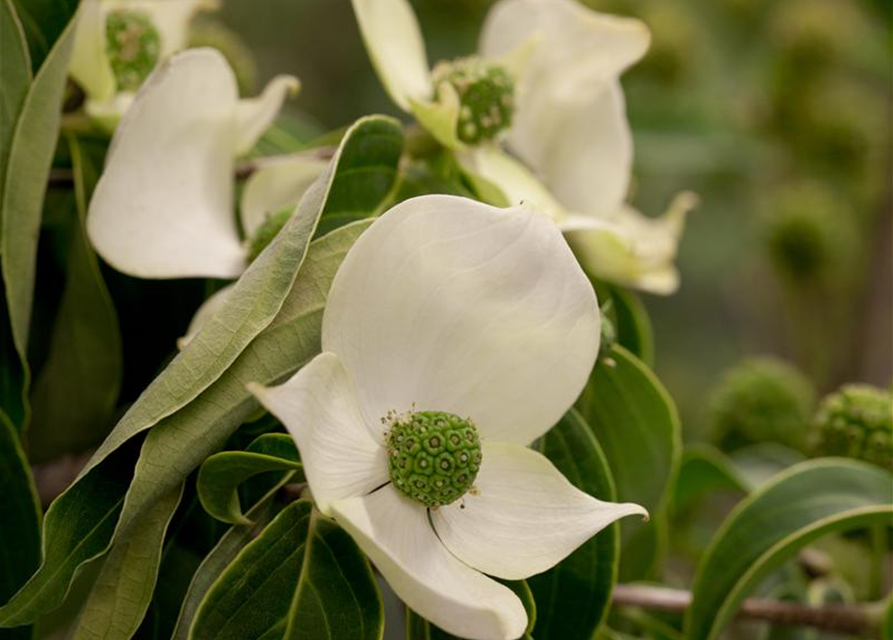 Cornus kousa chinensis China Girl