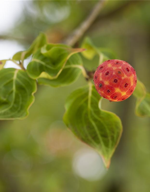 Cornus kousa chinensis China Girl