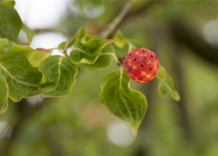 Cornus kousa chinensis China Girl