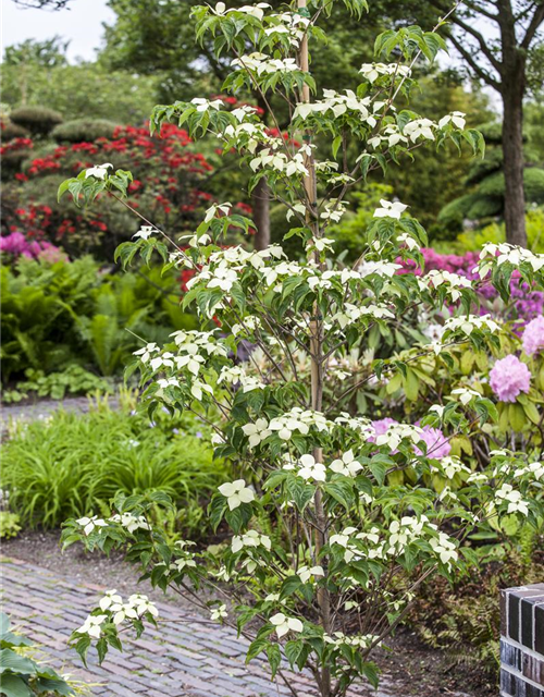 Cornus kousa chinensis China Girl