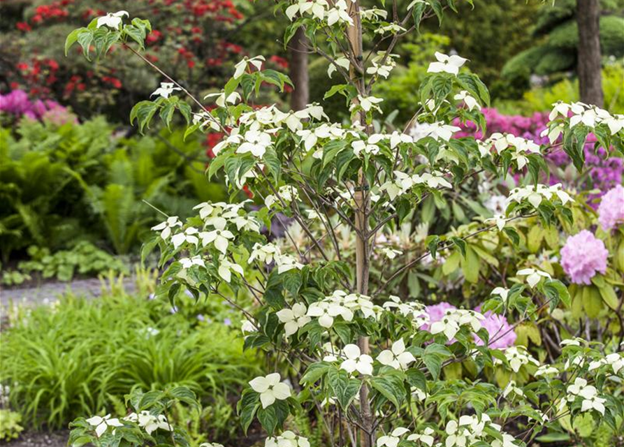 Cornus kousa chinensis China Girl