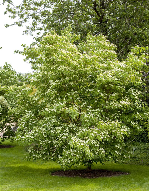 Cornus kousa chinensis China Girl