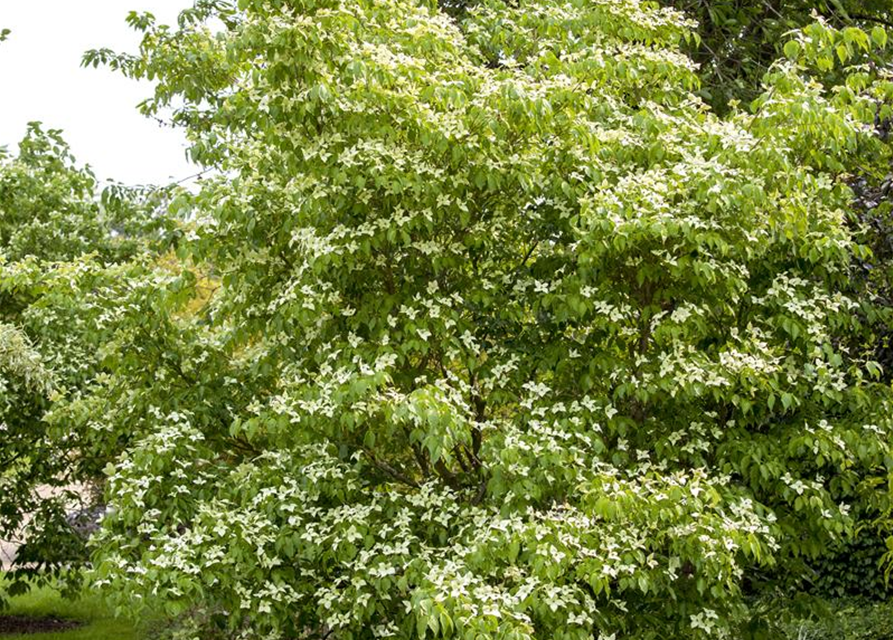 Cornus kousa chinensis China Girl