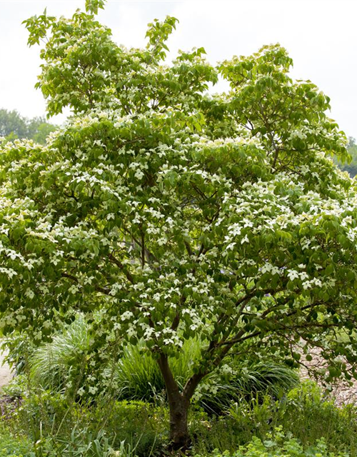 Cornus kousa chinensis China Girl