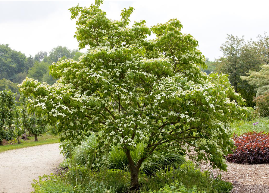 Cornus kousa chinensis China Girl