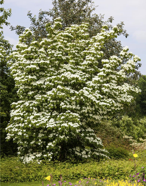 Cornus kousa chinensis China Girl