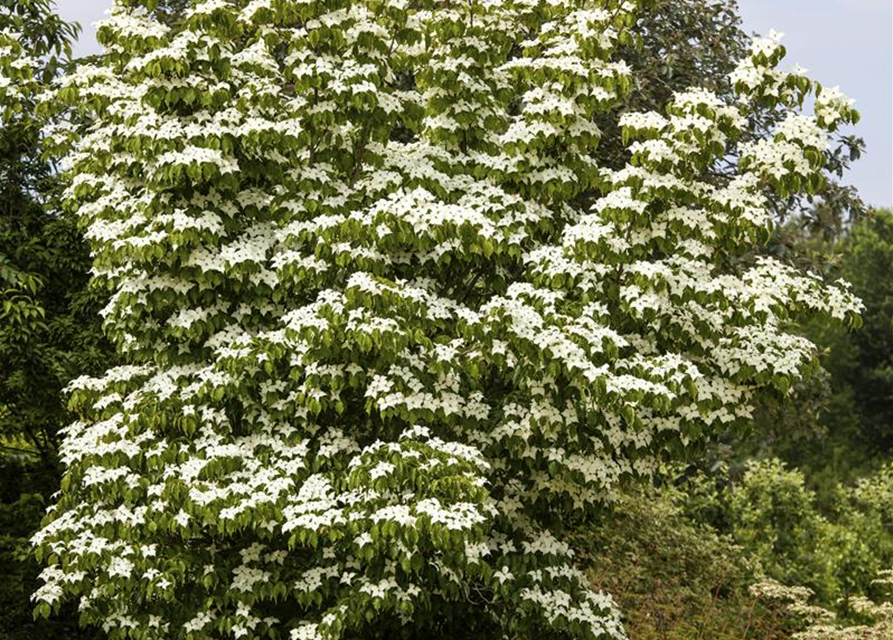 Cornus kousa chinensis China Girl