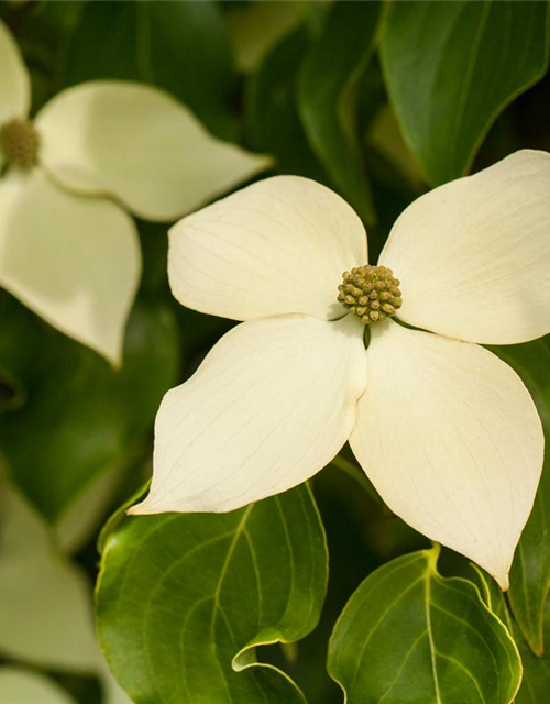 Cornus kousa chinensis Claudia