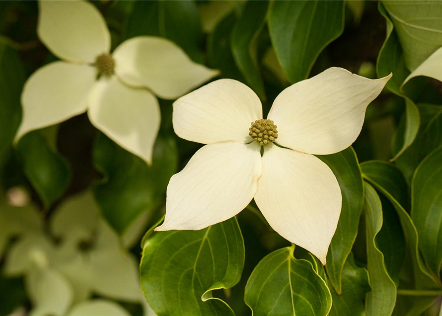 Cornus kousa chinensis Claudia