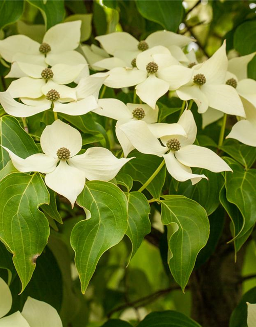 Cornus kousa chinensis Claudia