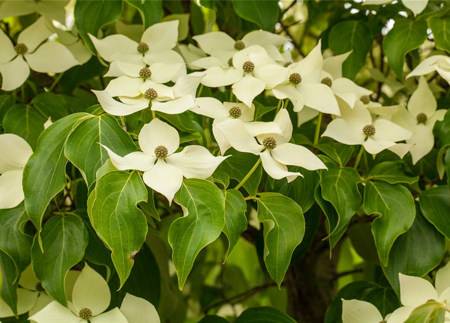 Cornus kousa chinensis Claudia