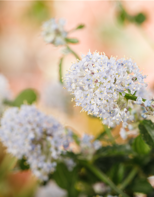 Ceanothus thyrsiflorus El Dorado