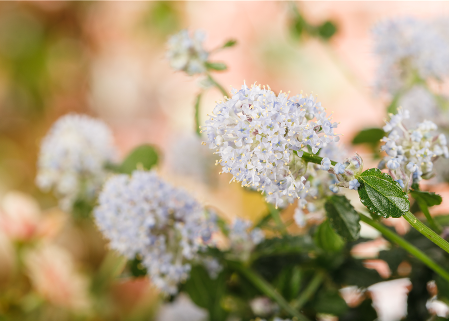 Ceanothus thyrsiflorus El Dorado