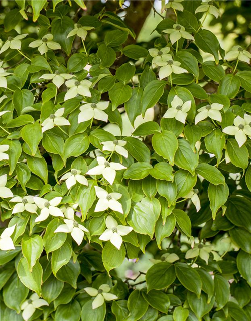 Cornus kousa chinensis Kreuzdame