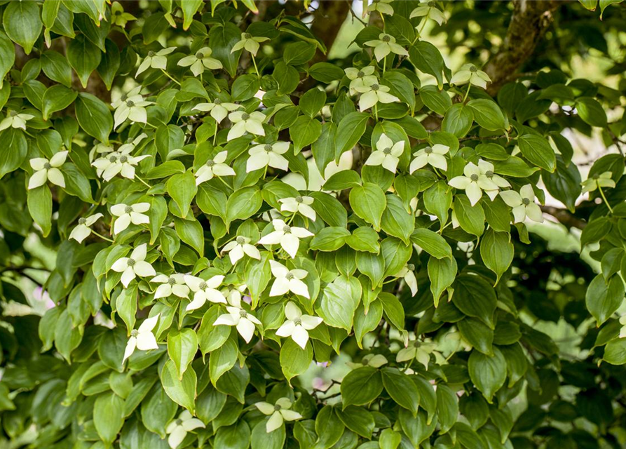 Cornus kousa chinensis Kreuzdame